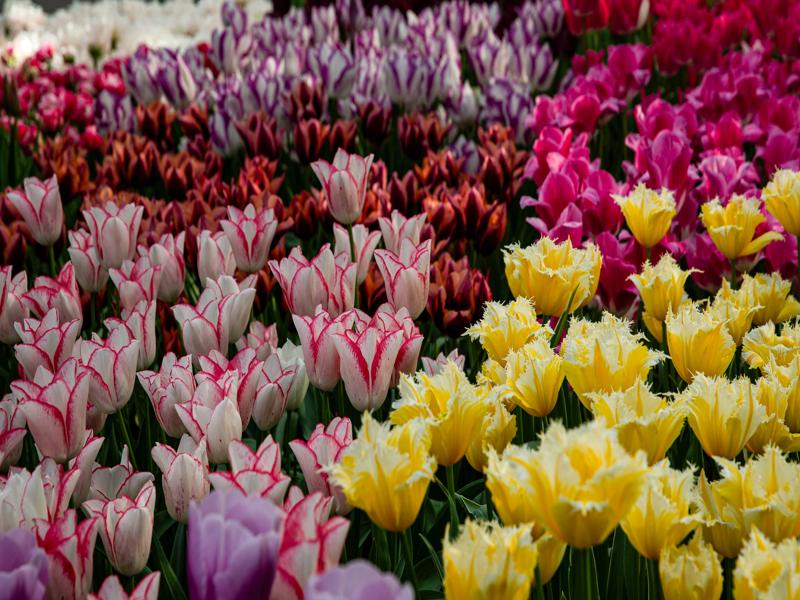 Keukenhof Gardens
